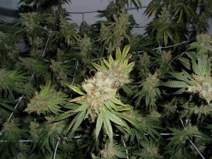Moonwalker Kush, Spliff Seeds, 5 zaden - Afbeelding 2