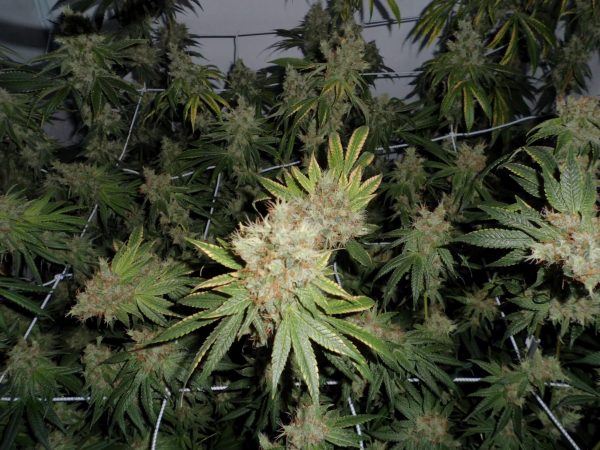 Moonwalker Kush, Spliff Seeds, 5 zaden - Afbeelding 2