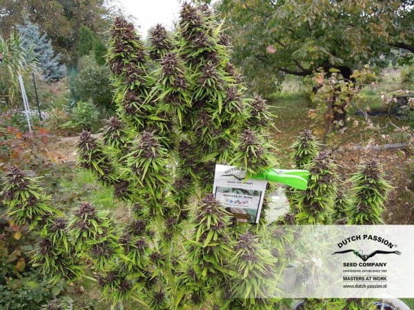 beste buitenwiet plant