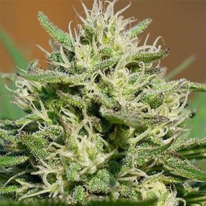 lemon autoflower