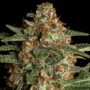 CBD rijke wietzaden