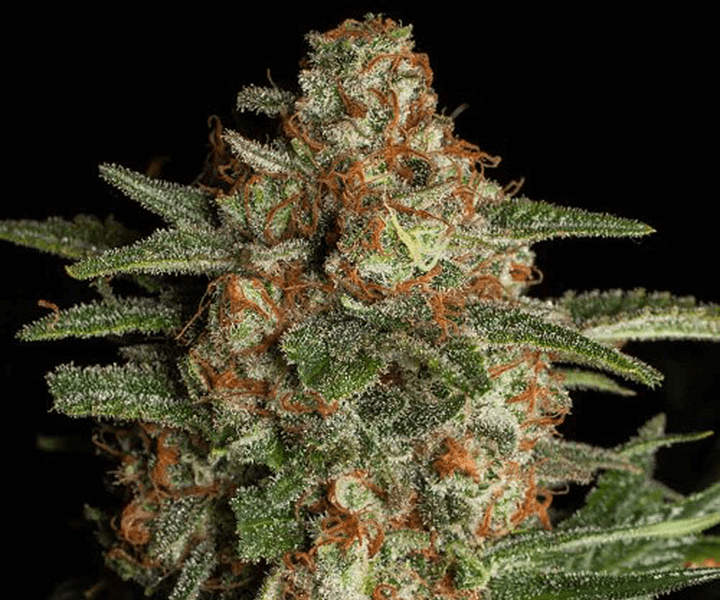 CBD rijke wietzaden