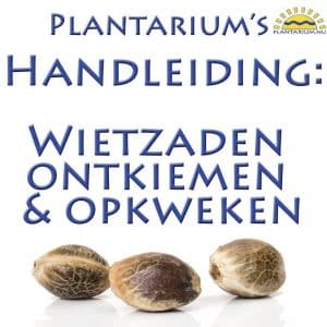 wietzaden ontkiemen