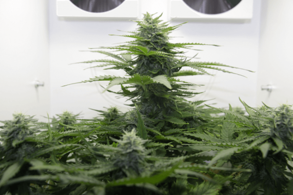 Mini Grow Box
