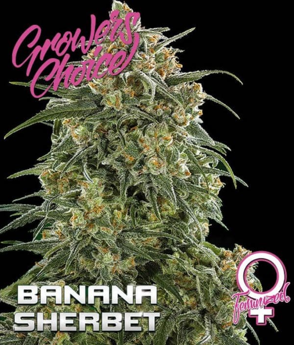 Banana Sherbet