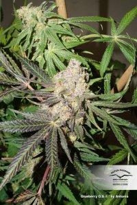 Glueberry OG