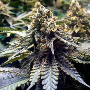 Chocalte Mint OG Kush