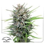 Passion wietplant
