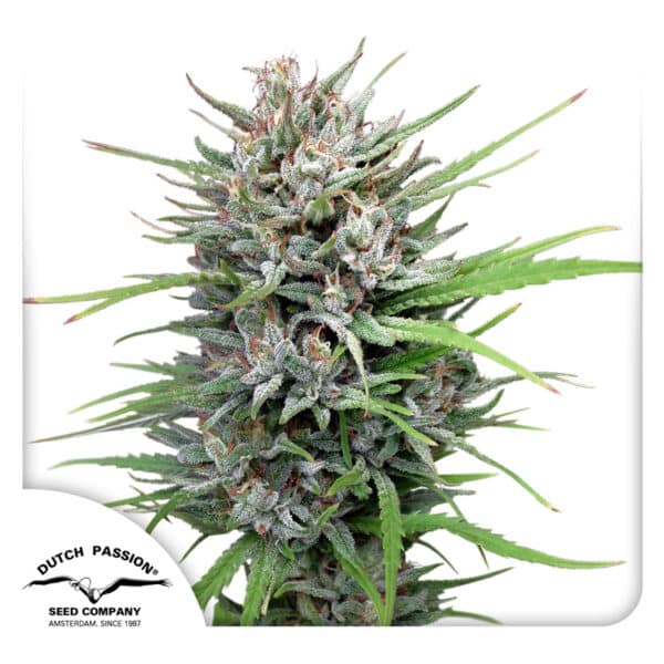 Passion wietplant