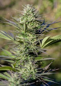 Passion nr 1 wietplant