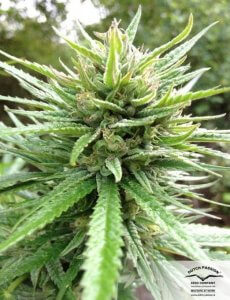 Pure indica