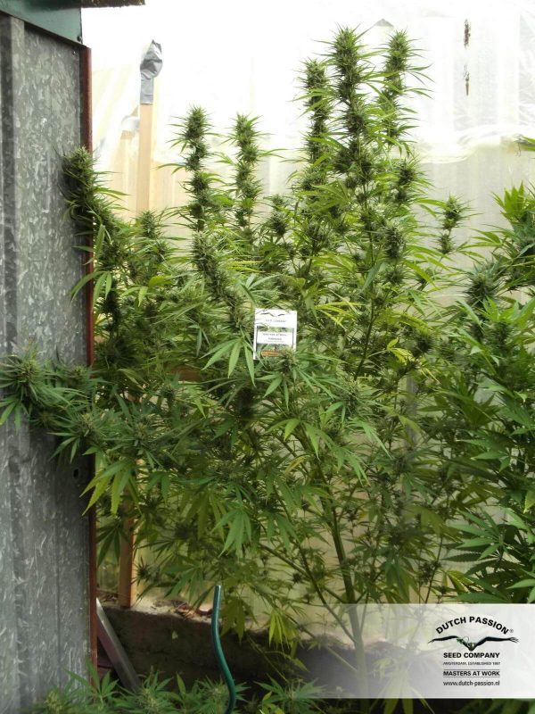 Indica wietplant