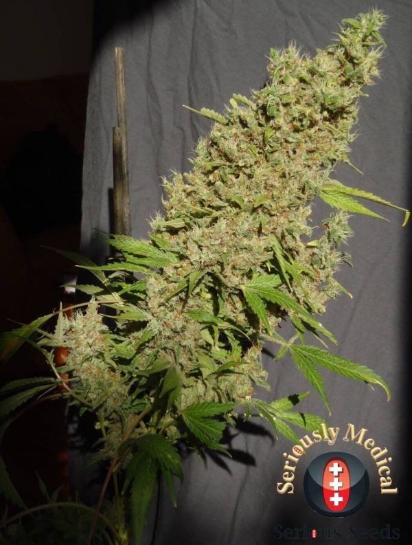 CBD buitenplant