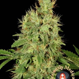 CBD wietplant