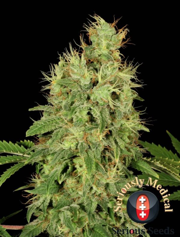 CBD wietplant