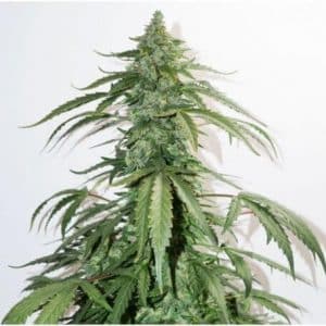 CBD Autoflower