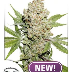 Auto Lemon Zkittle
