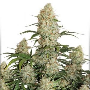 Zoete Autoflower