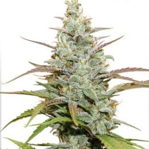Gelato