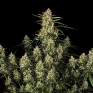 Amnesia Kush