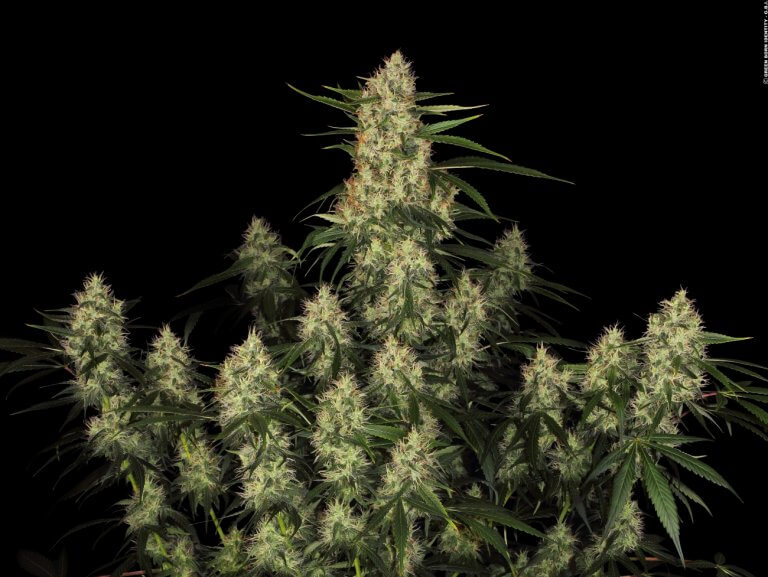 Amnesia Kush