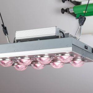 Cannabis kweken met LED