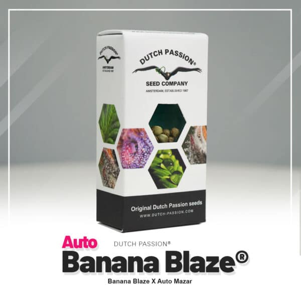 Wietplanten kweken met Auto Banana Blaze autoflower wietzaden