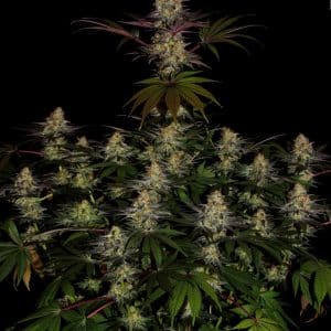 El Dorado OG