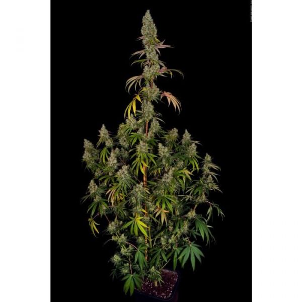 Rainbow Road, Paradise Seeds, 5 zaden - Afbeelding 2