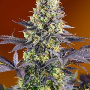 USA Strain