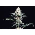 Lava Freeze, Super Sativa Seed Club, 5 zaden