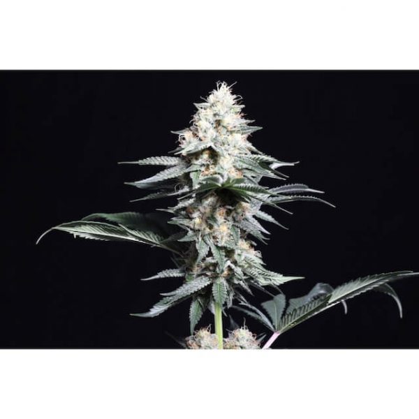 Lava Freeze, Super Sativa Seed Club, 5 zaden