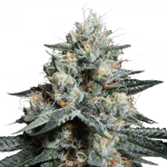 Lava Freeze, Super Sativa Seed Club, 5 zaden - Afbeelding 2