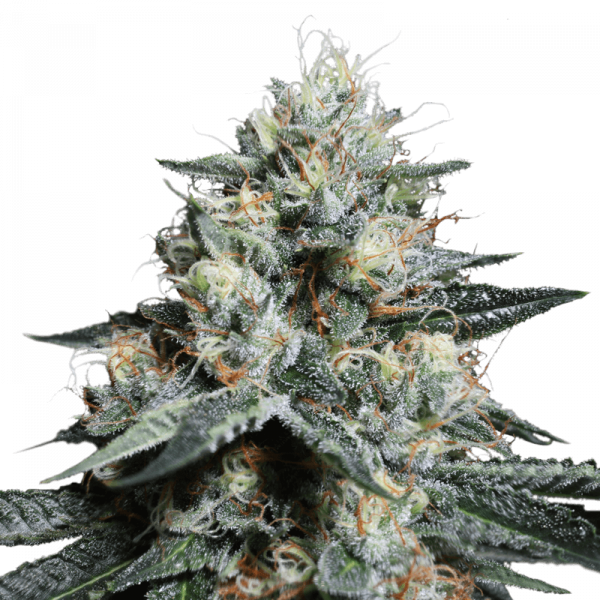 TnT Trichome, Super Sativa Seed Club, 5 zaden - Afbeelding 2