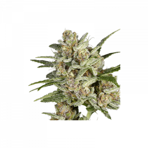 Super Mad Sky Floater, Super Sativa Seed Club, 5 Zaden