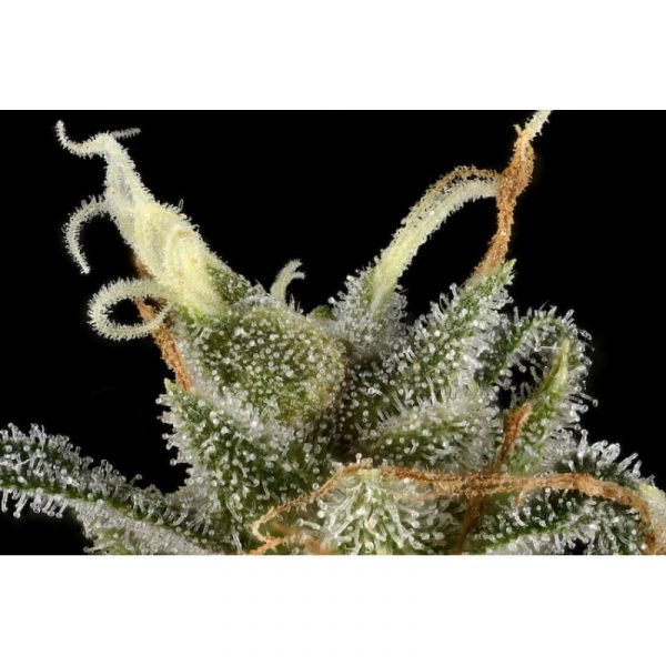 TnT Trichome, Super Sativa Seed Club, 5 zaden - Afbeelding 3