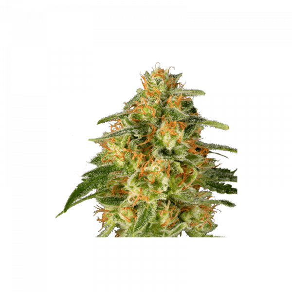 TnT Trichome, Super Sativa Seed Club, 5 zaden