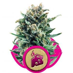 Blue Cheese