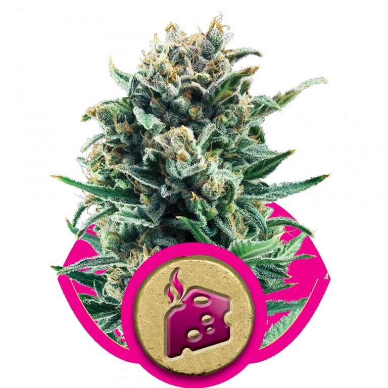 Blue Cheese