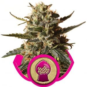 Bubblegum XL