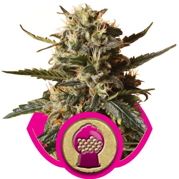 Bubblegum XL