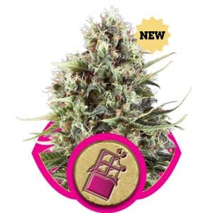 Chocolate Haze