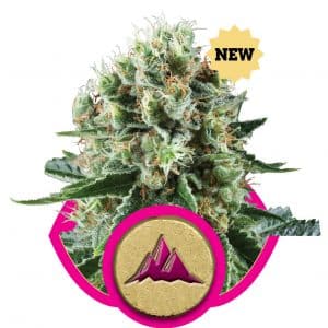 Critical Kush