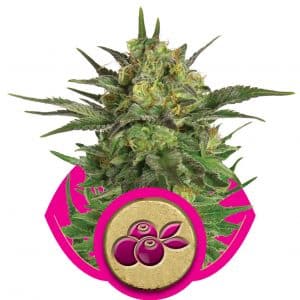 Haze Berry