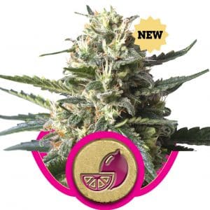 Lemon Shining Silver Haze