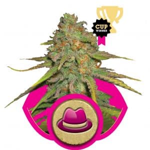 OG Kush