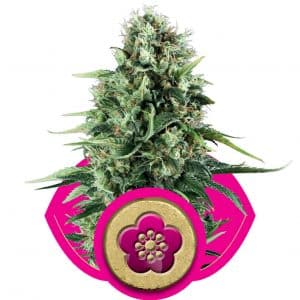 Power Flower