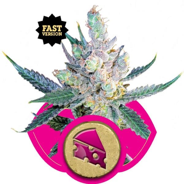 Royal Cheese