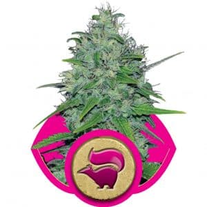 Skunk XL