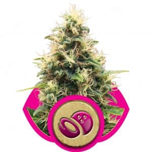 Somango XL